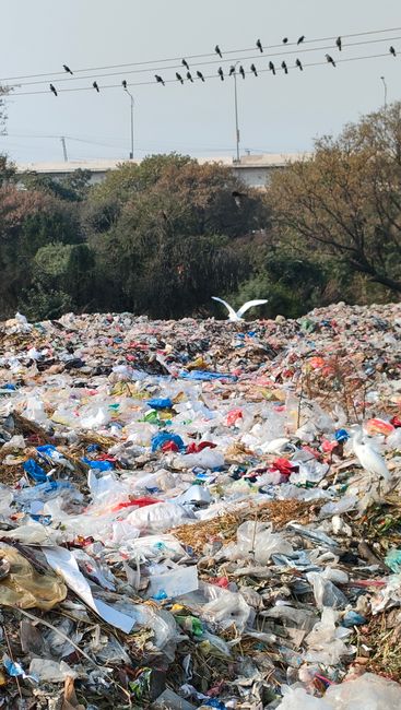A large waste accumulation occurs in an outdoor area, consisting primarily of a mixture of plastic bags, packaging, and miscellaneous refuse scattered across the ground. The debris includes transparent, black, and colored plastic, along with paper and other lightweight materials. In the background, there are trees with sparse foliage and a few birds flying above the rubbish pile. Overhead, a series of power lines stretch across the sky, with several small birds perched along them. Some debris appears partially buried or layered, indicating ongoing or unregulated disposal. The environment suggests an informal or unmanaged waste site, which could be associated with private rubbish collection or illegal dumping. The scene reflects the importance of proper waste handling and disposal methods, highlighting the role of services like House Clearance Islington in managing such sites responsibly.