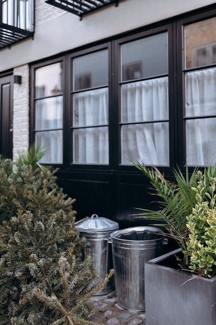 The image shows the exterior of a building with a row of large, black-framed windows with white curtains hanging behind glass panes. In front of the windows, there are lush green plants in a rectangular, dark-colored planter box, including a palm-like plant with long, slender leaves and another with broader, variegated foliage. To the left, a dense, bushy coniferous shrub with needle-like leaves partially obscures a pair of metallic rubbish bins with rounded lids, positioned on a paved area. The building's white brick wall and a small black wall-mounted light fixture are visible in the background. The scene suggests a residential setting with an added focus on waste collection, potentially indicating arrangements for independent rubbish disposal services, such as those provided by House Clearance Islington, visible through contextual clues, reflecting a typical urban outdoor rubbish management area.